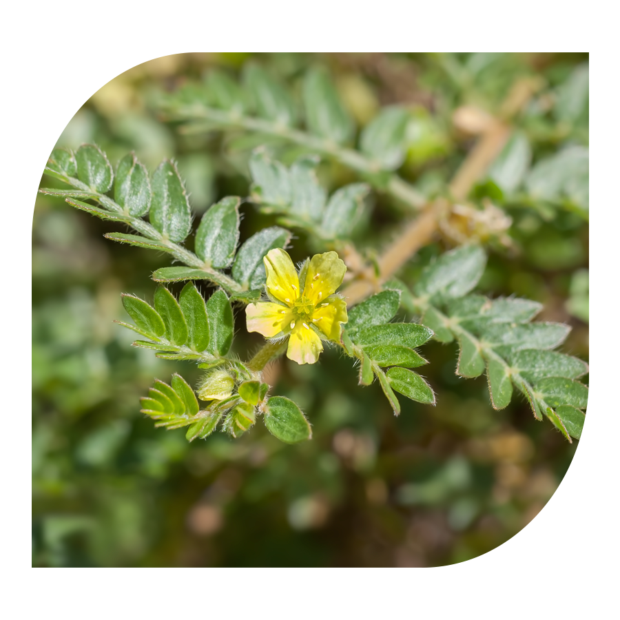 Komplex pro muže Men's Vitality YOBELI | 60 kapslí