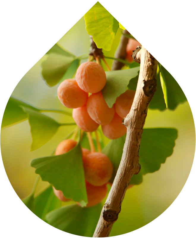 Obličejová mycí pěna LOBEY® s gingo bilobou