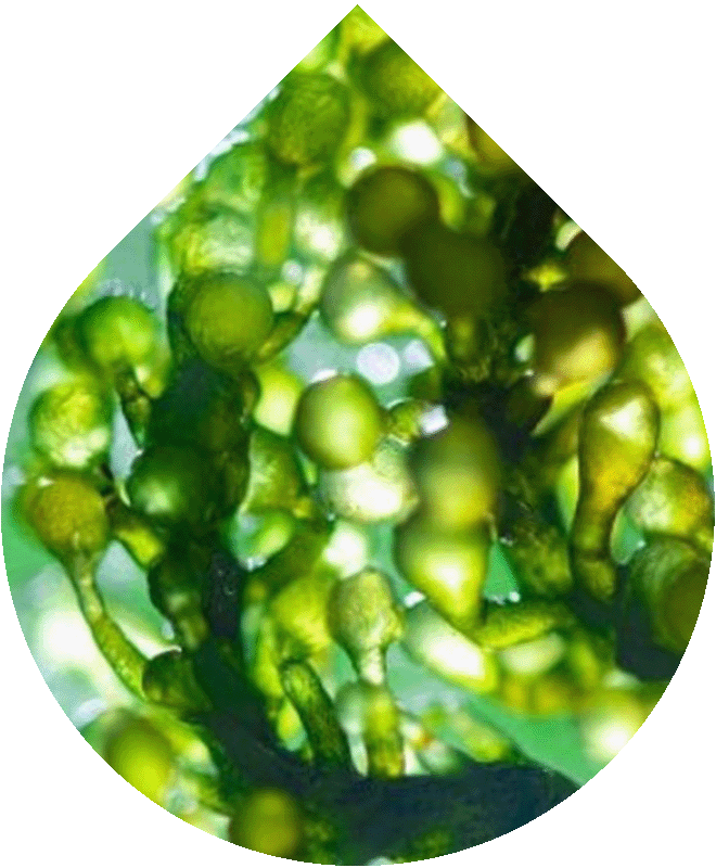 Gel na holení pro tělo a intimní partie 200 ml