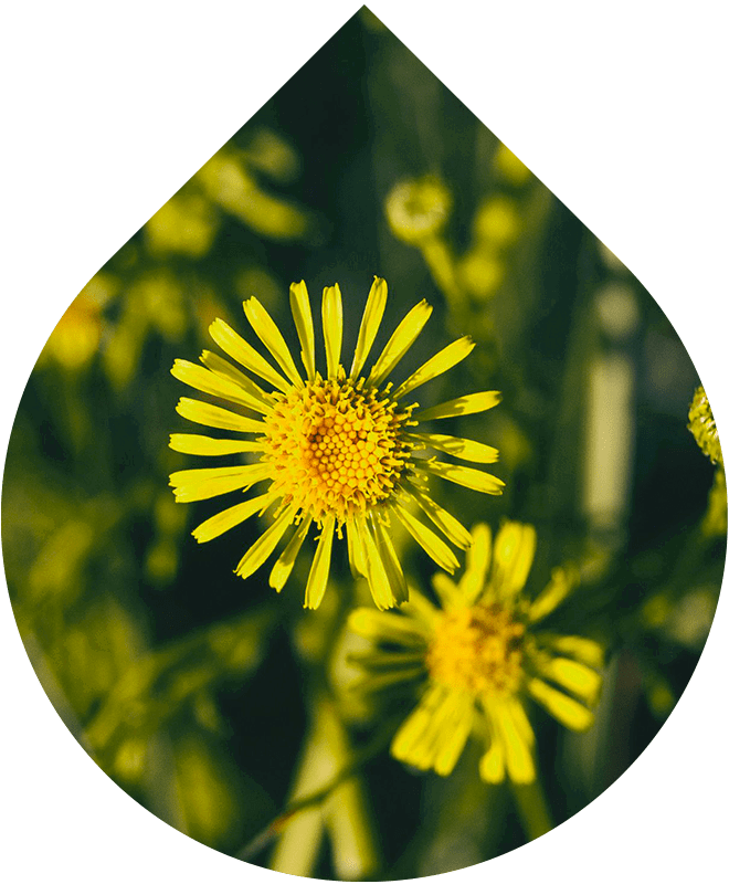 Olej na vlasy Intense 50 ml