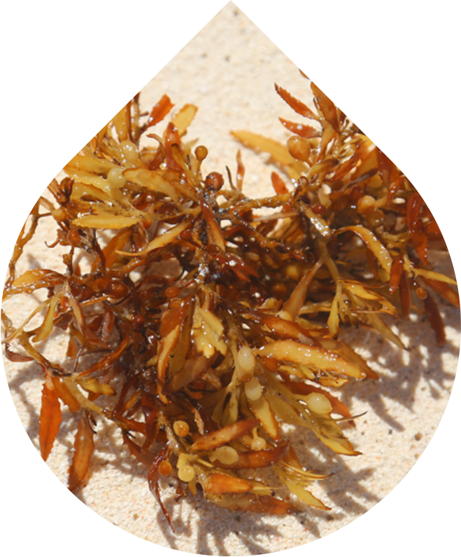 Náhradní náplň Matující krém na mastnou a smíšenou pleť 50 ml + 10 ml GRATIS