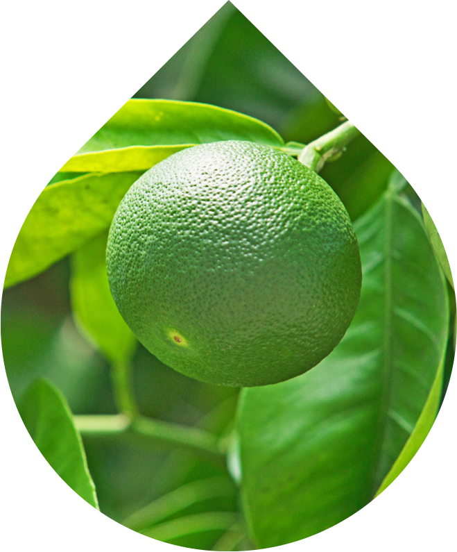 Micelární voda Essential 200 ml