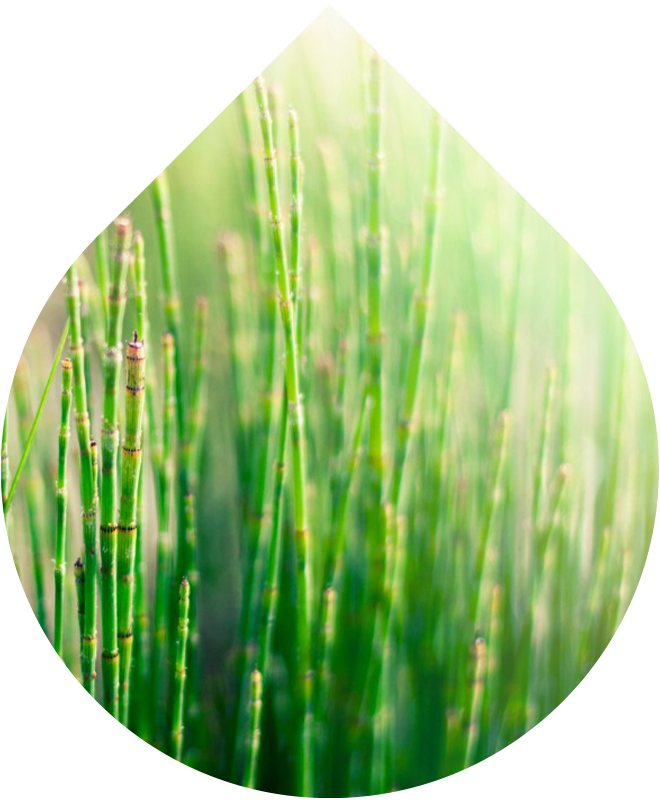 Deodorant s prebiotiky