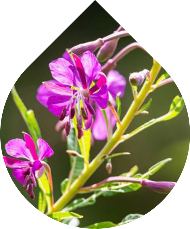 Akné čisticí pěna na obličej i tělo s extraktem z vrbovky úzkolisté