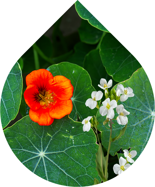 LOBEY Šampon proti padání vlasů pro muže s extraktem z potočnice lékařská a lichořeřišnice větší