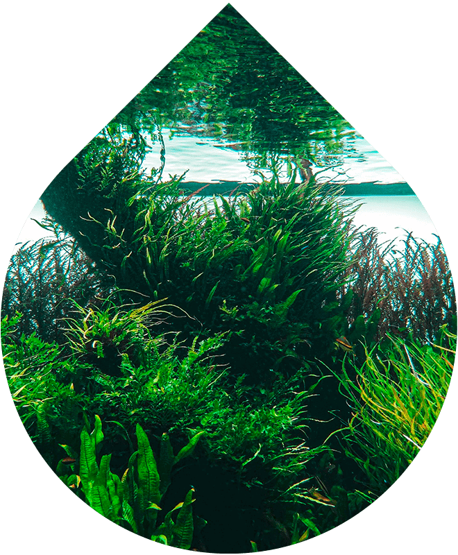 Olej na vlasy Intense 50 ml