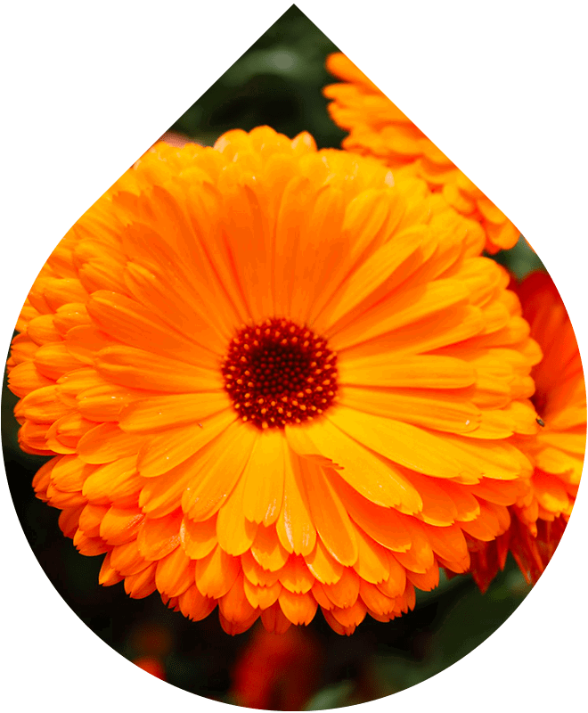 Intimní pěna pro ženy LOBEY® s extraktem z měsíčku lékařského