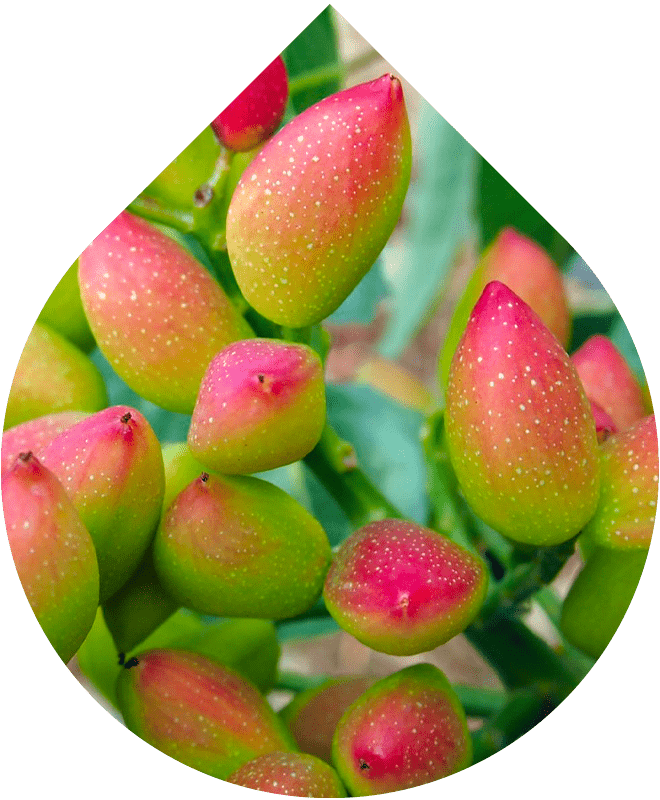 Kondicionér Intense 200 ml