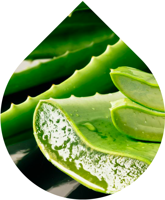 Obličejová mycí pěna LOBEY® s aloe vera