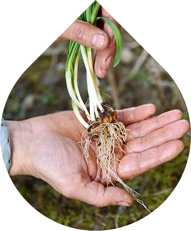 Anti-age sérum pro muže LOBEY® Men s výtažkem z cibulek bledule