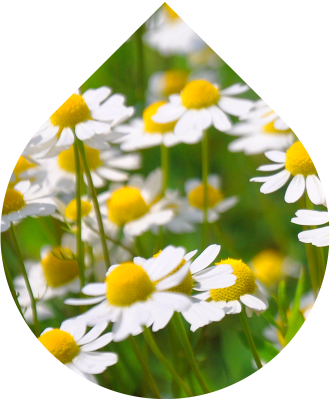 Intimní pěna pro ženy LOBEY® s extraktem z heřmánku pravého