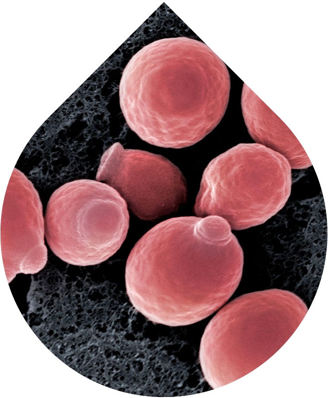 Noční vyhlazující sérum 50 ml