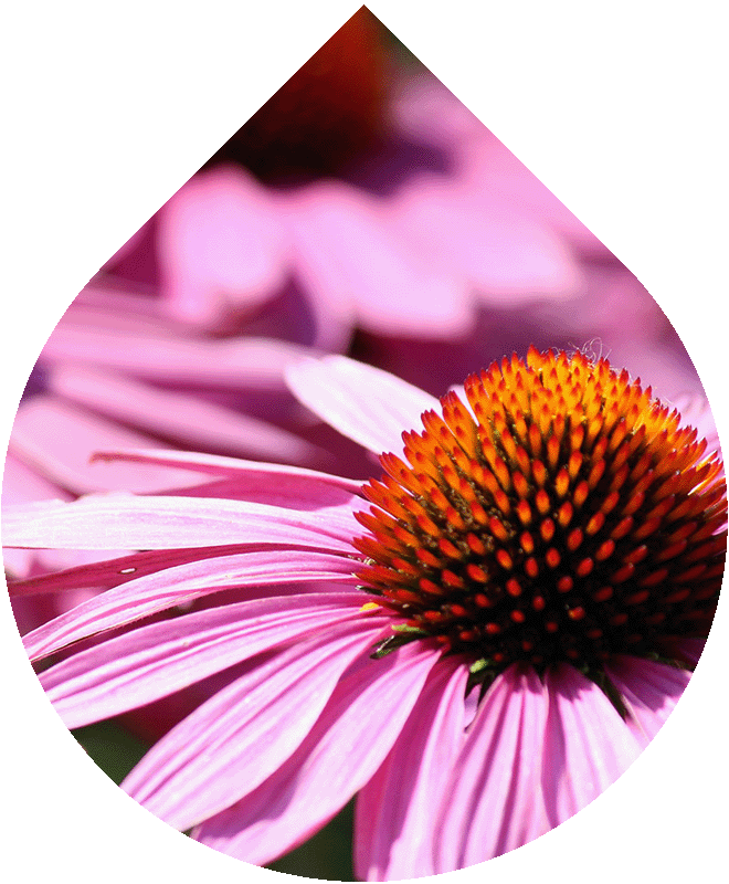 Sérum na rozšířené póry 30 ml