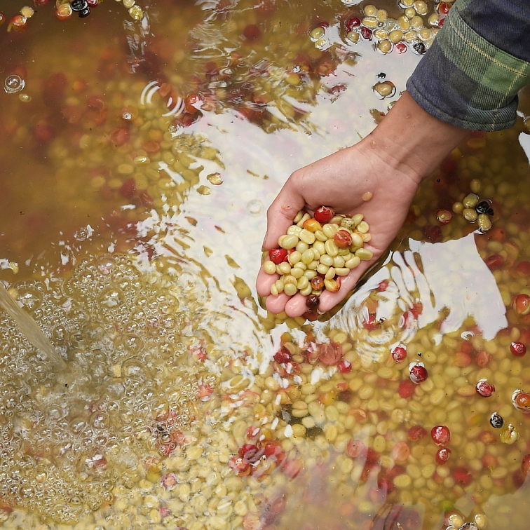 Brasil Fazenda - Tmavě pražená 100% Arabica