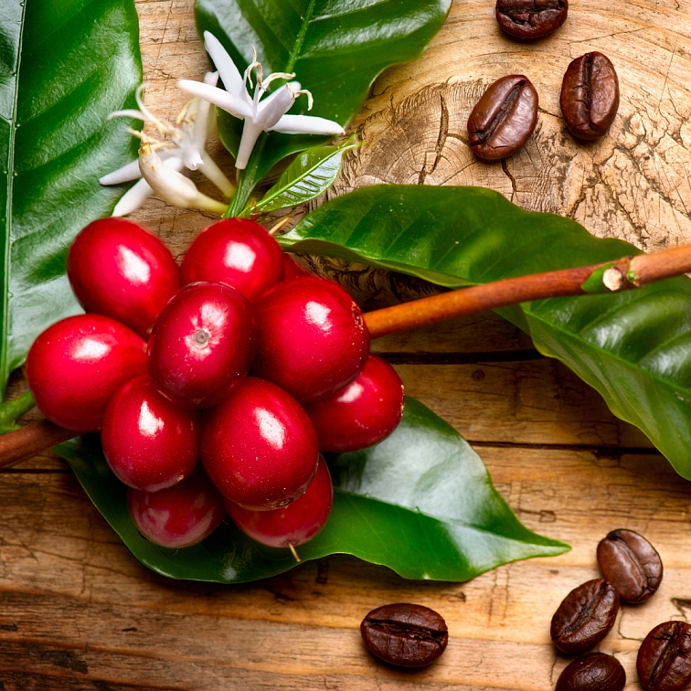 Brasil Fazenda - Tmavě pražená 100% Arabica