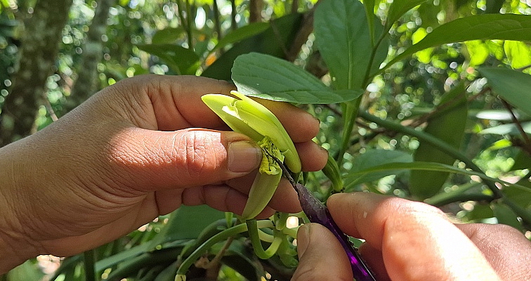 Opylení květu vanilky