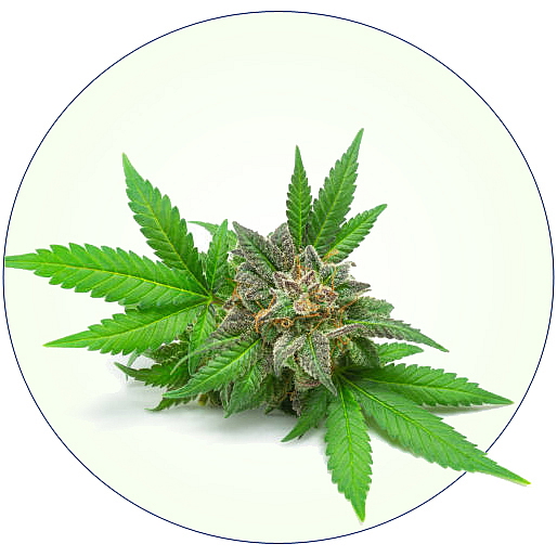 Aroma vůně pro vířivky Spazazz Crystals CBD Herb - Ease (538g)