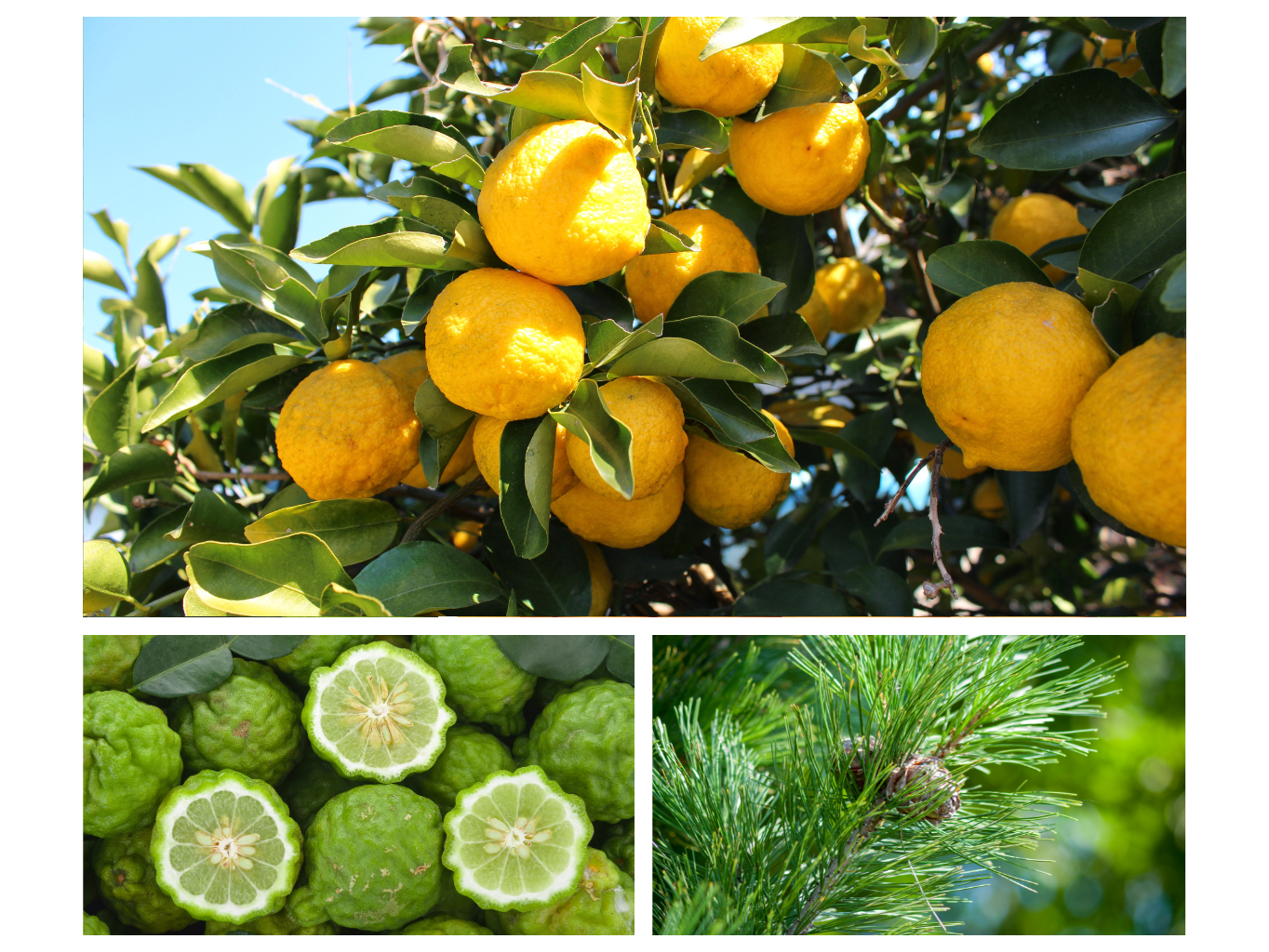 INTERIÉROVÝ SPREJ SMYSLNOST