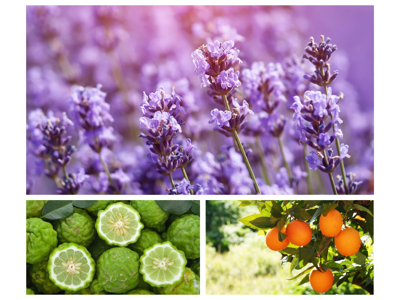 VONNÝ VOSK LEVANDULE, BERGAMOT, POMERANČ