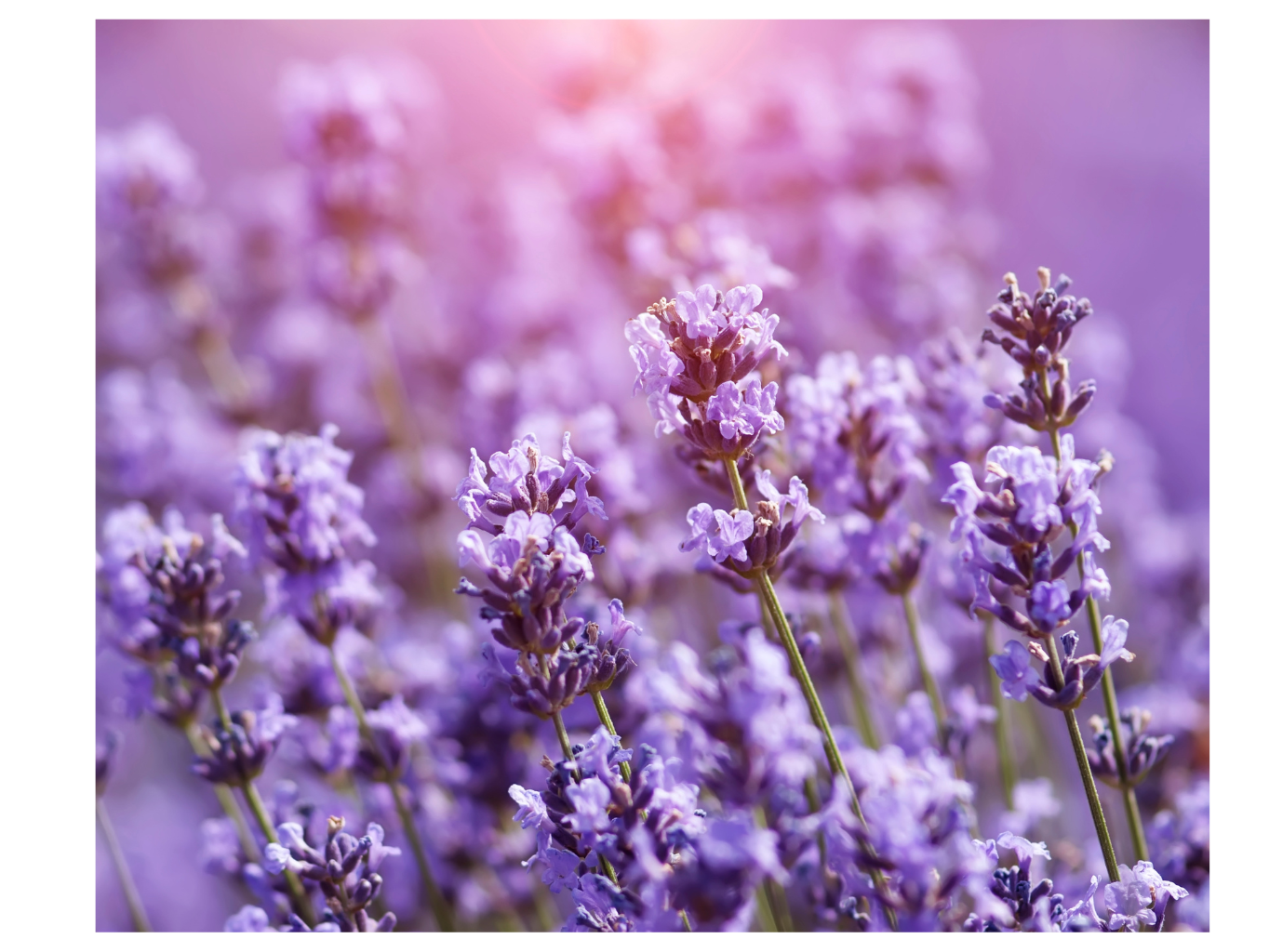 VONNÝ VOSK LEVANDULE