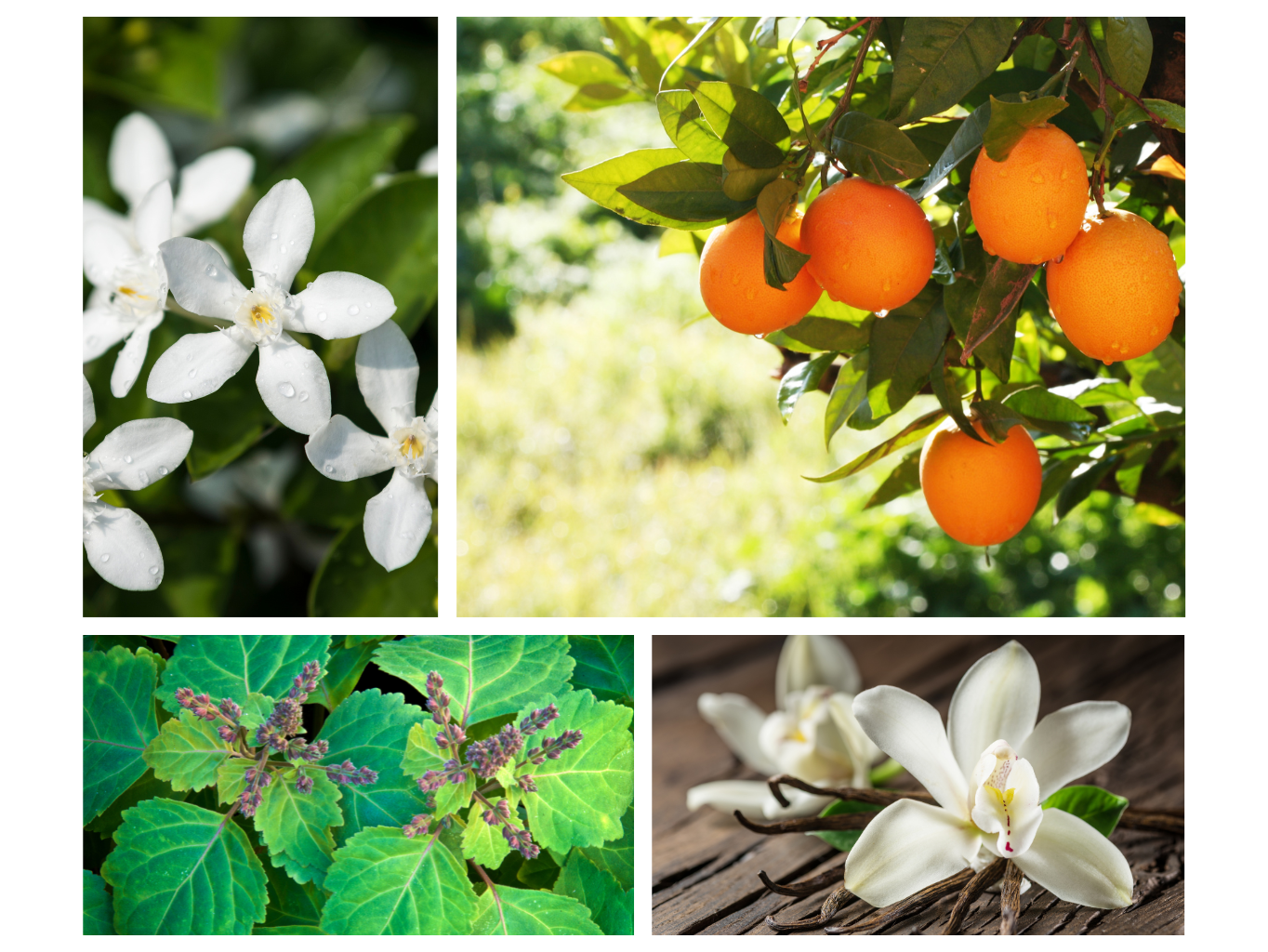 INTERIÉROVÝ SPREJ TŘEŠŇOVÝ SEN