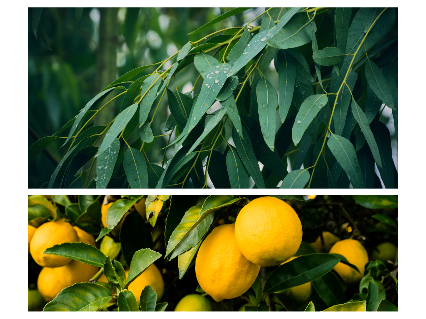 VONNÝ VOSK EUCALYPTUS, CITRAL