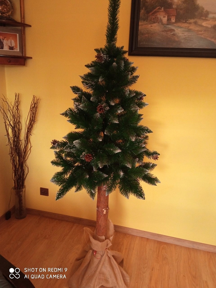 Vianočný stromček Borovica strieborná so šiškami na pníku, 220 cm