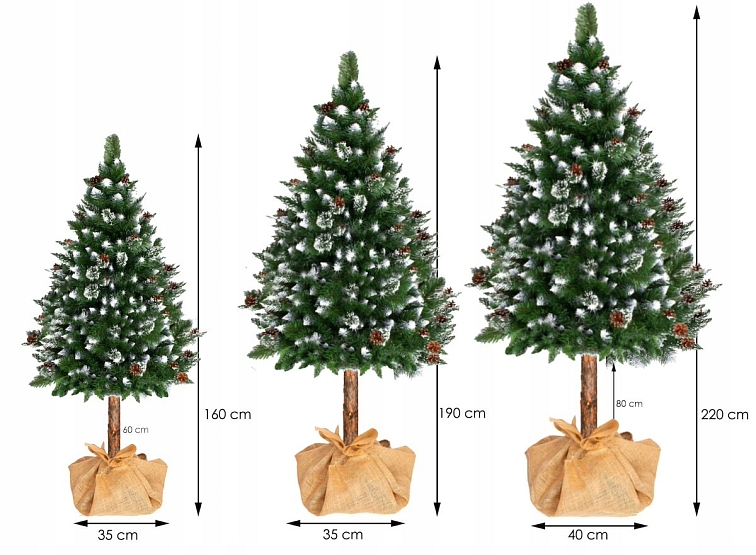 Vánoční stromek Borovice stříbrná s koblihami na pníku, 160 cm