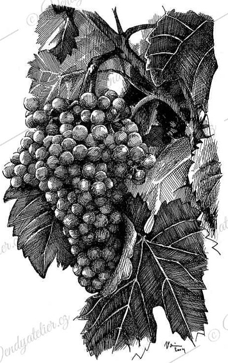 Polštář - In vino veritas